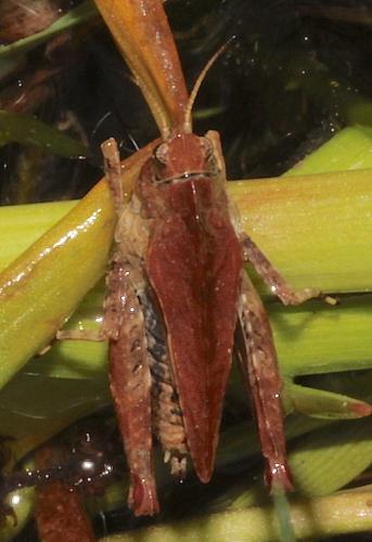 Tetrix sp.
